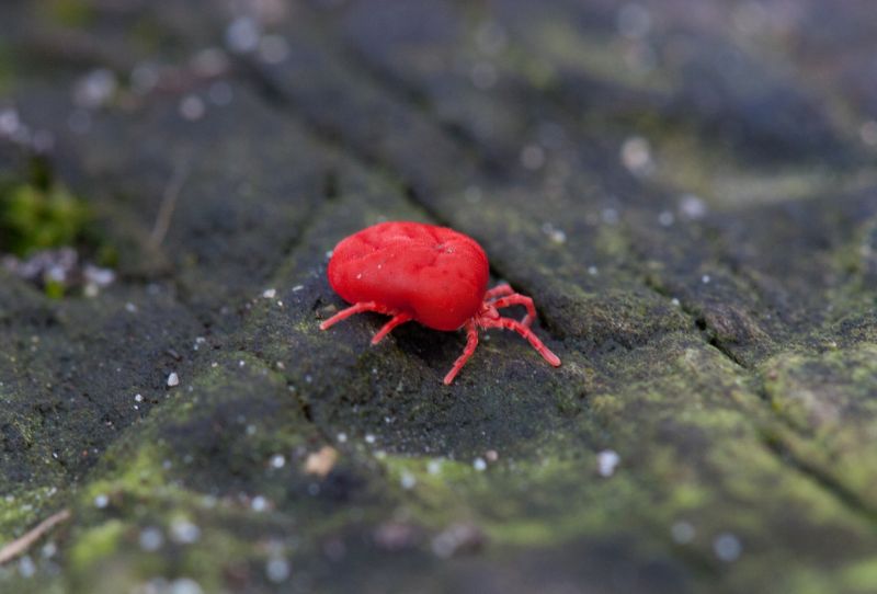Chigger Extermination in Frisco, TX