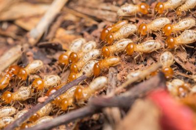 Termite Service in Frisco, TX