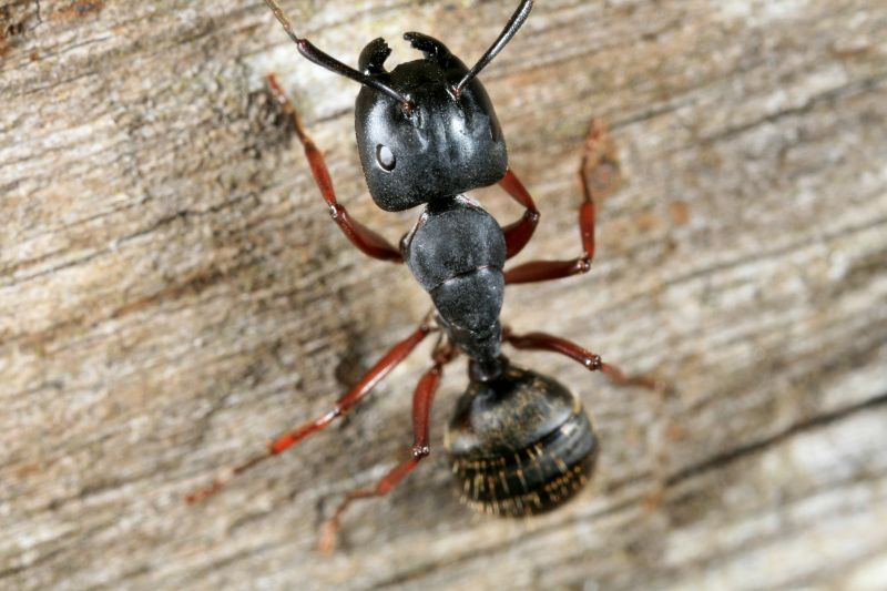 Carpenter Ant Extermination in Fort Worth, TX