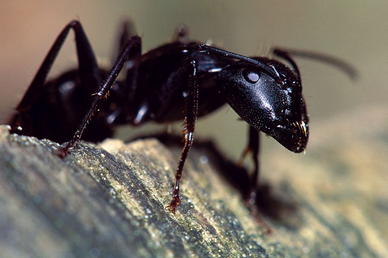 Carpenter Ant Extermination in Mckinney, TX