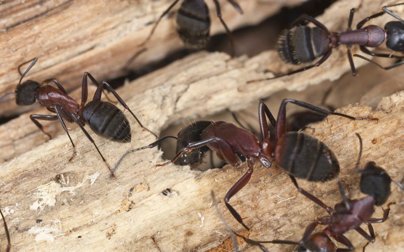 Carpenter Ant Extermination in Rockwall, TX