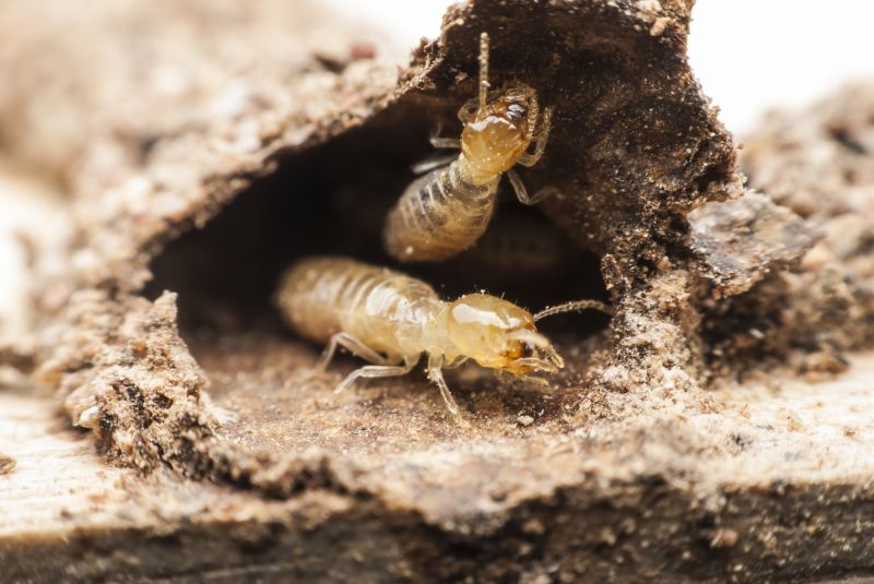 Commercial Termite Prevention in Katy, TX
