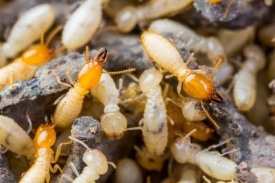 Commercial Termite Removal in Katy, TX