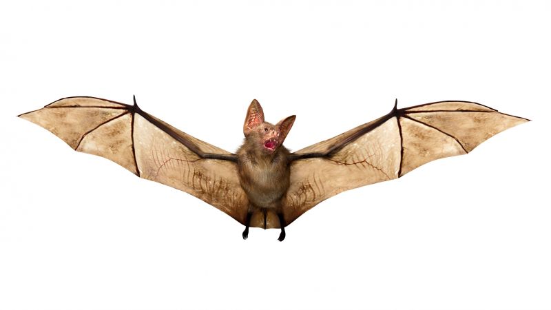 Common Animals Removed By Professional Wildlife Control Services