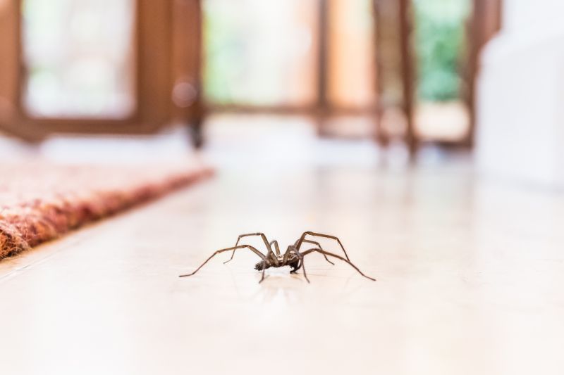 Common Spiders Extermination in Fort Worth, TX