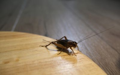 Cricket Prevention in Rockwall, TX