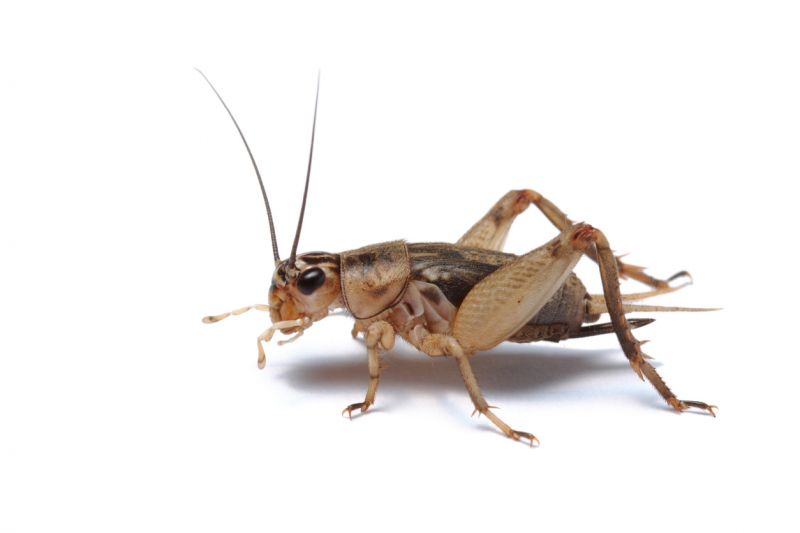 Cricket Prevention in Denton, TX