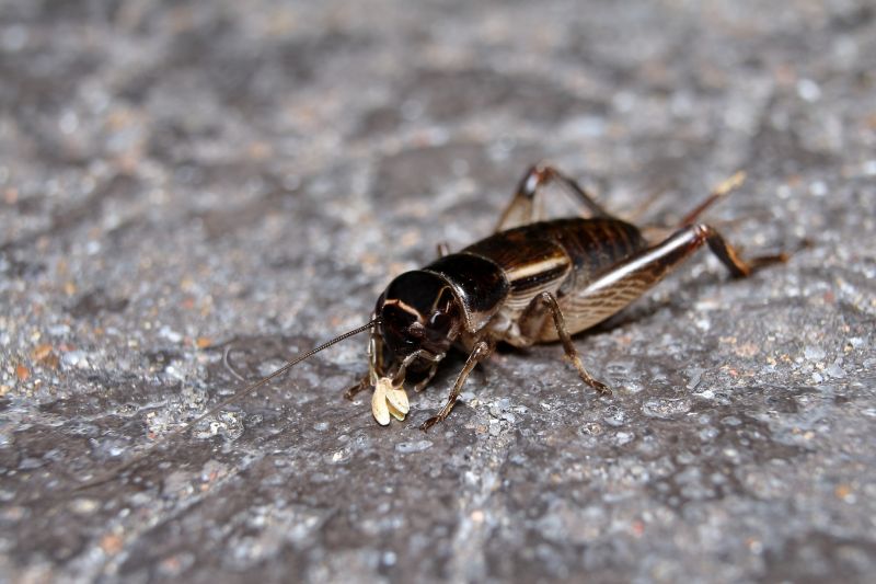 Cricket Removal Service in Frisco, TX