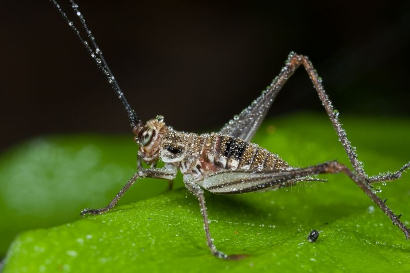 Cricket Removal Service in Denton, TX