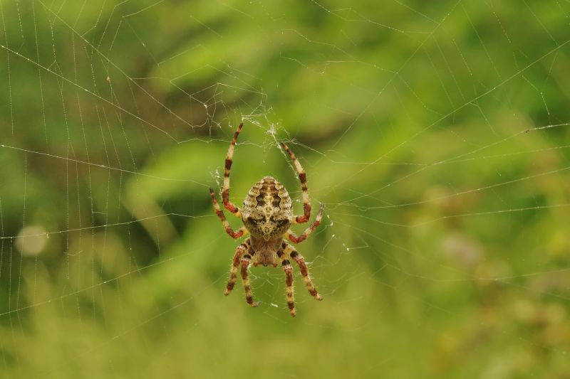 Cross Spider Extermination in Fort Worth, TX