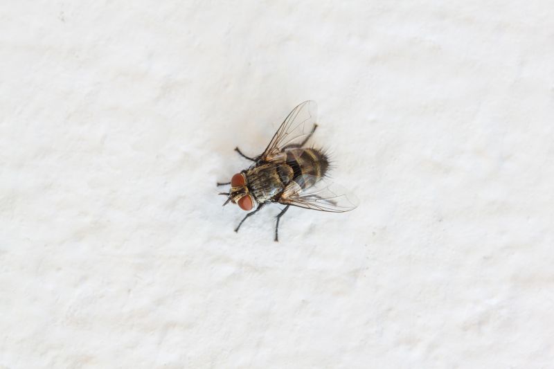 Fly Extermination in Rockwall, TX
