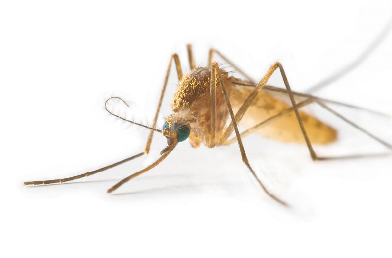 Fly Pest Control in Mckinney, TX