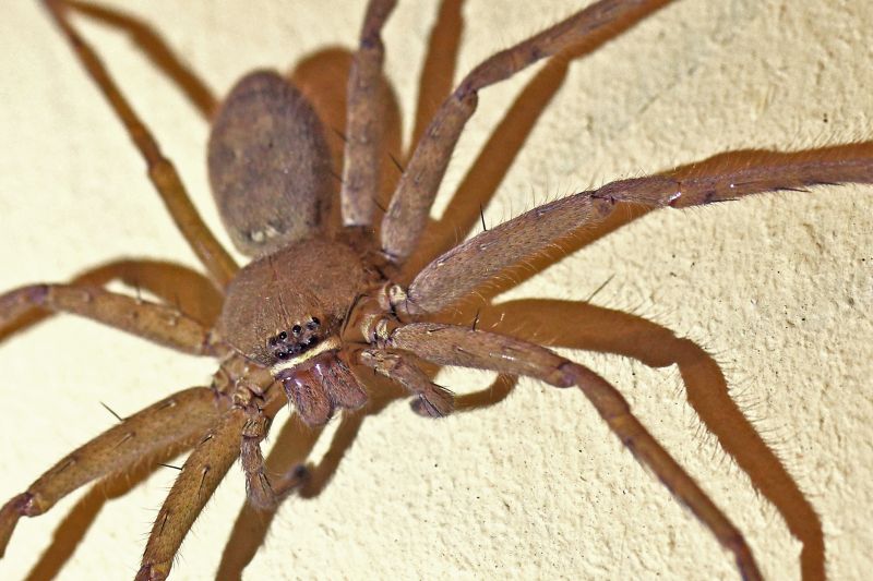 Huntsman Spider Extermination in Katy, TX