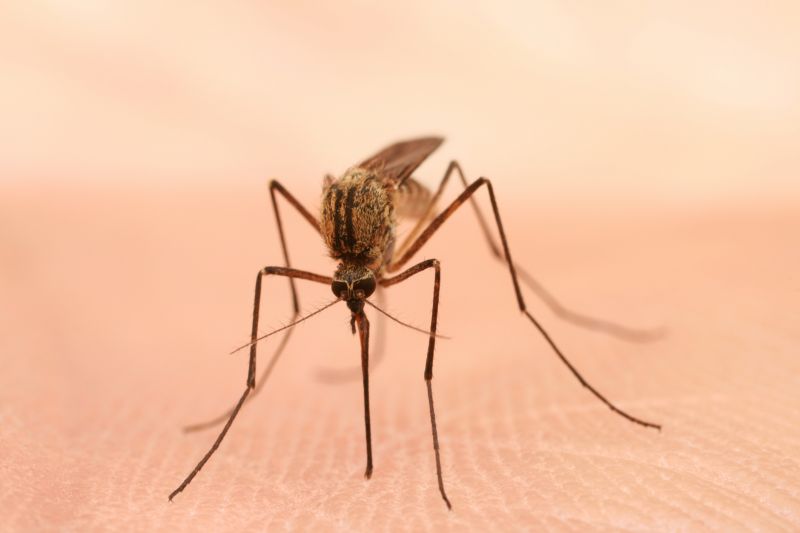 Mosquito Control Service in Mckinney, TX