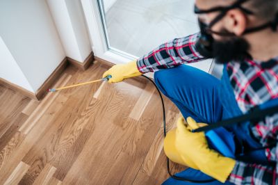 Mouse Spider Extermination in Fort Worth, TX