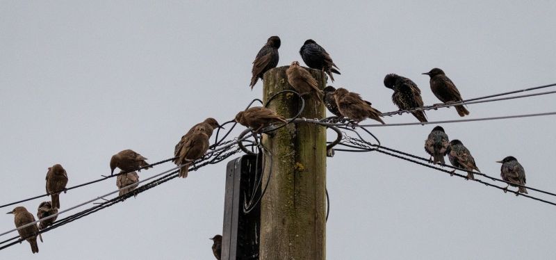 Seasonal Wildlife Problems For Homeowners