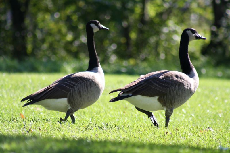 Seasonal Wildlife Problems For Homeowners