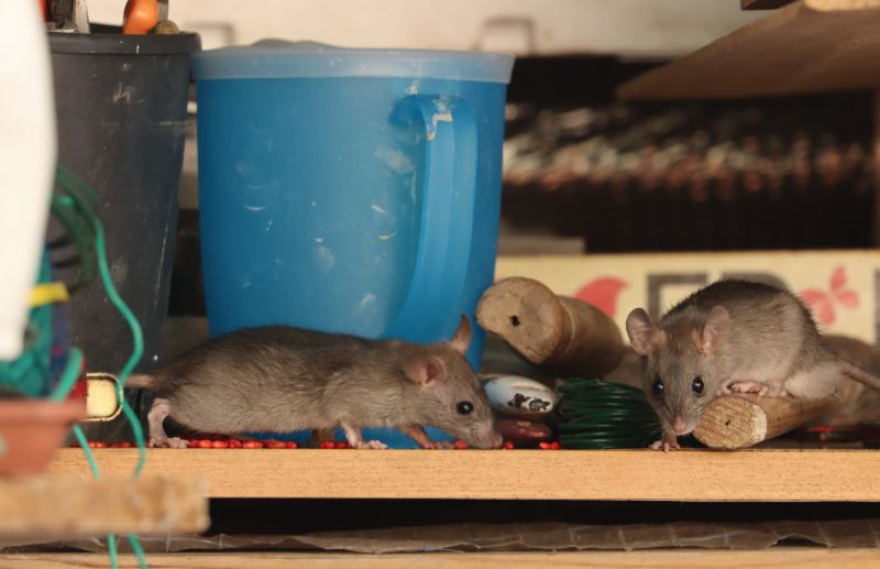 Signs Your Commercial Property Has A Small Animal Issue