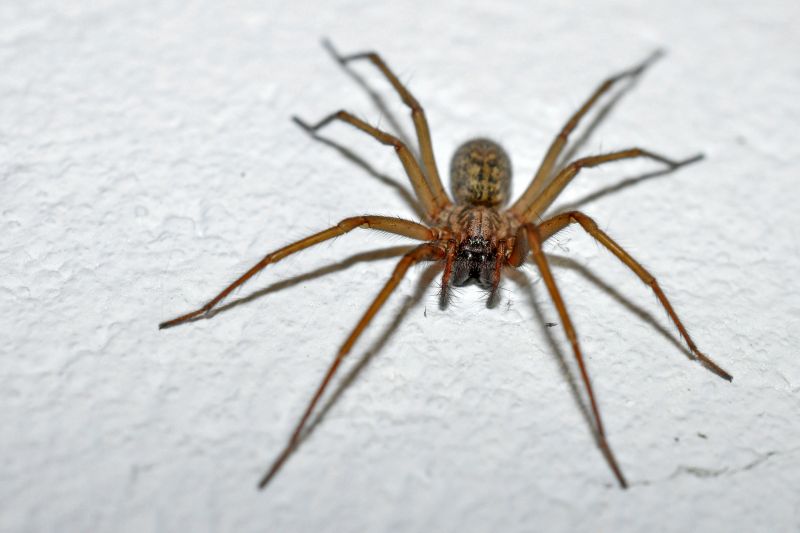 Spider Control Service in Frisco, TX