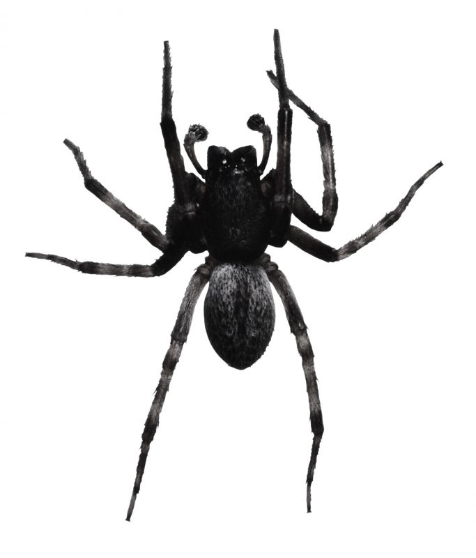 Spider Extermination Service in Rockwall, TX