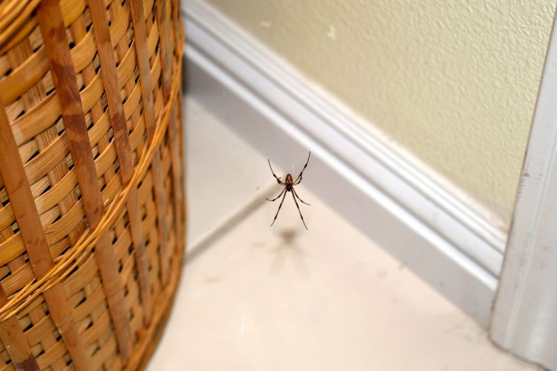 Spider Extermination Service in New Braunfels, TX
