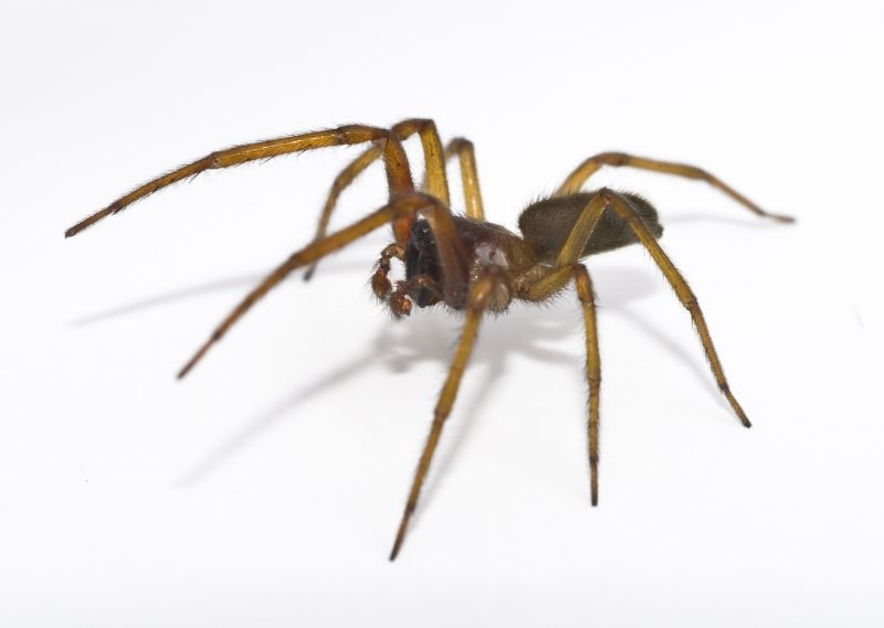 Spider Extermination Service in Fort Worth, TX
