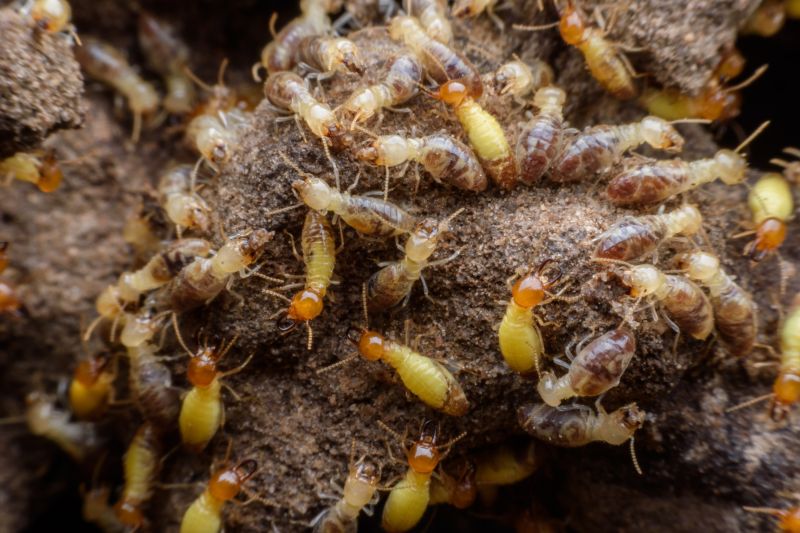 Termite Fumigation in Frisco, TX