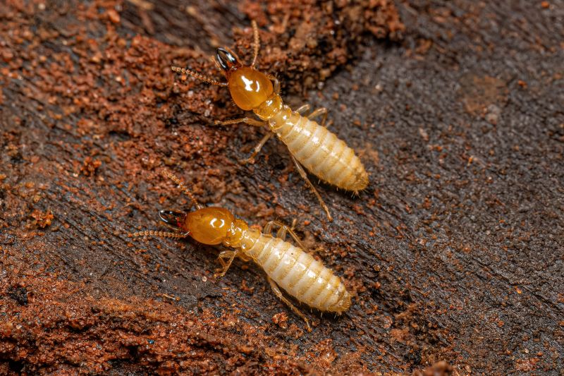 Termite Infestation Service in Katy, TX