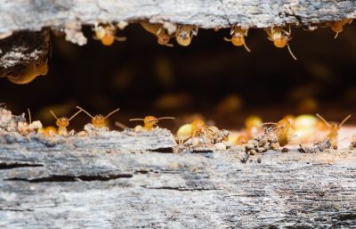 Termite Prevention in Katy, TX