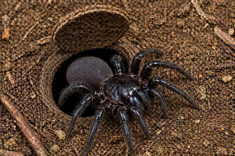 Trapdoor Spider Extermination in Rockwall, TX