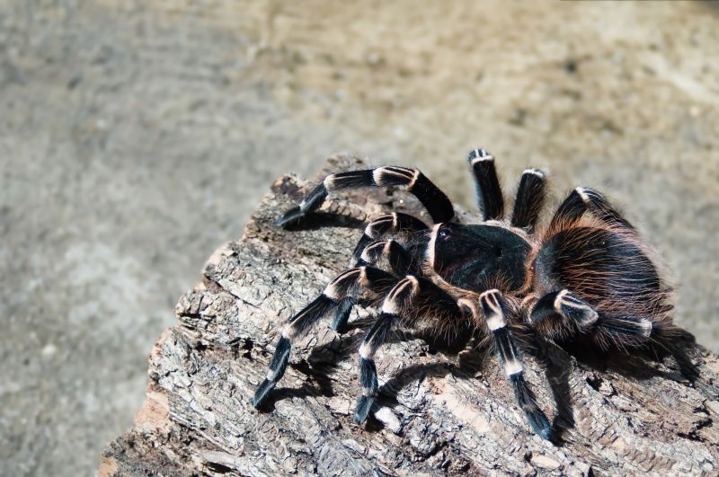 Trapdoor Spider Extermination in Rockwall, TX