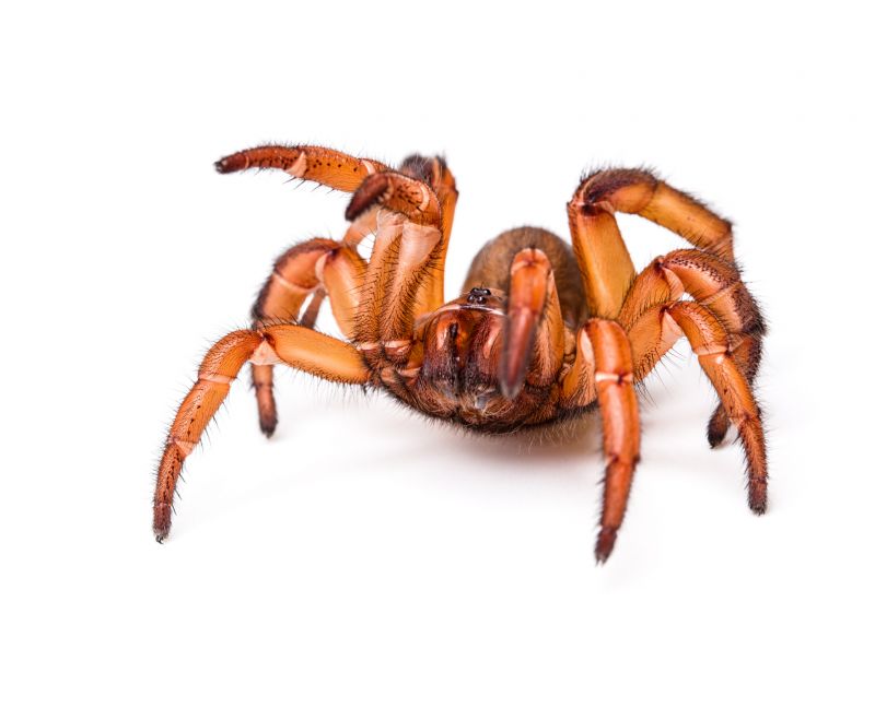 Trapdoor Spider Extermination in Fort Worth, TX