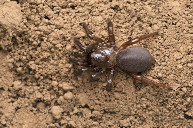 Trapdoor Spider Removal in Denton, TX
