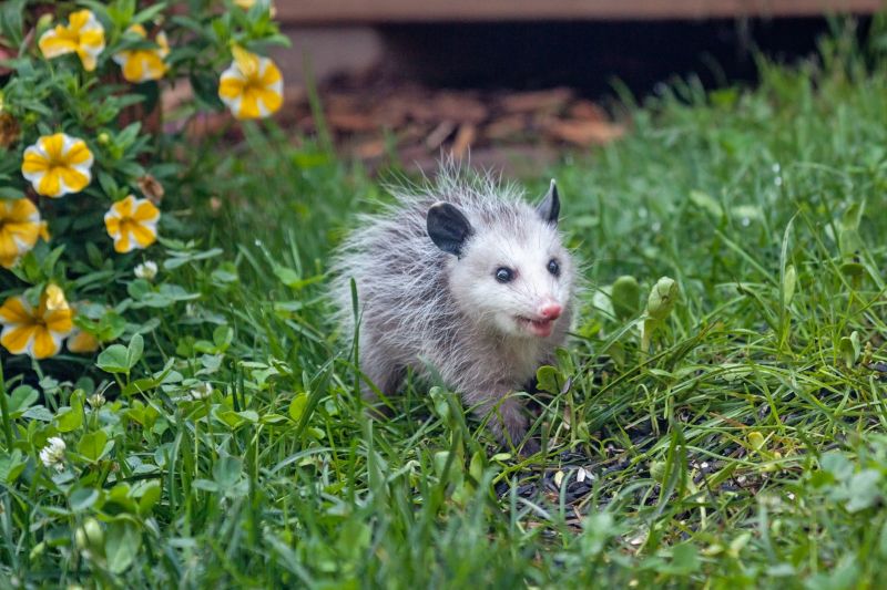 Opossum in Yard