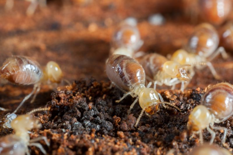 Winged Termite Extermination in Frisco, TX