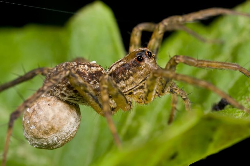 Wolf Spider Removal in Rockwall, TX